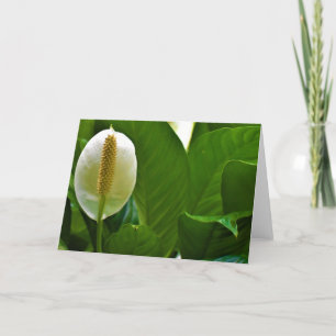 Peace Lily, kaart