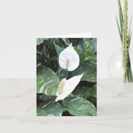 Peace Lily Photo Folded Note Kaart (Voorkant)
