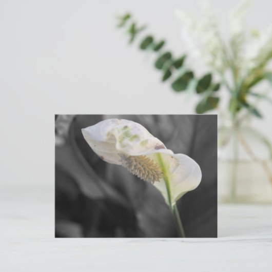 Peace Lily - Selectieve kleur Briefkaart (Staand voorkant)