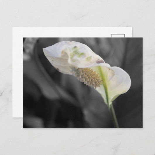 Peace Lily - Selectieve kleur Briefkaart (Voorkant / Achterkant)