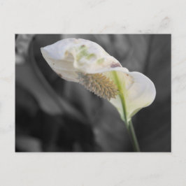 Peace Lily - Selectieve kleur Briefkaart