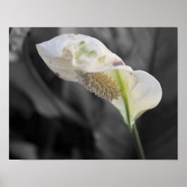 Peace Lily - Selectieve kleur Poster