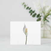Peace Lily, Spathiphyllum Briefkaart (Staand voorkant)