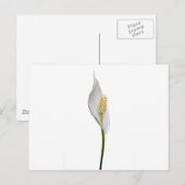 Peace Lily, Spathiphyllum Briefkaart (Voorkant / Achterkant)