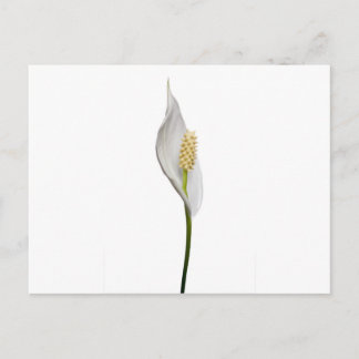 Peace Lily, Spathiphyllum Briefkaart