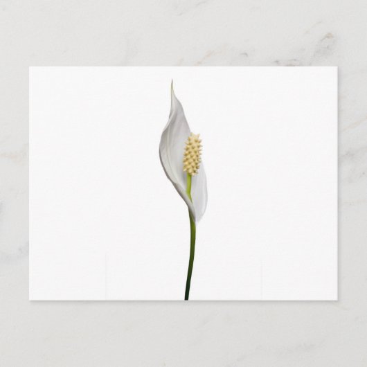 Peace Lily, Spathiphyllum Briefkaart (Voorkant)