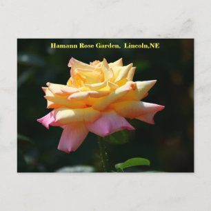 Peace Roos Briefkaart HRG 500n 2014