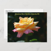 Peace Roos Briefkaart HRG 500n 2014 (Voorkant / Achterkant)