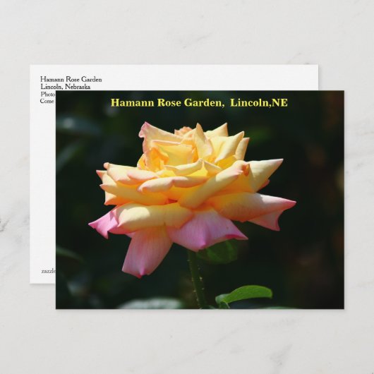 Peace Roos Briefkaart HRG 500n 2014 (Voorkant / Achterkant)