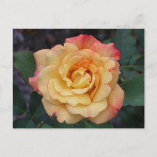 Peace-Roos: prachtige roze en gele bloemen Briefkaart
