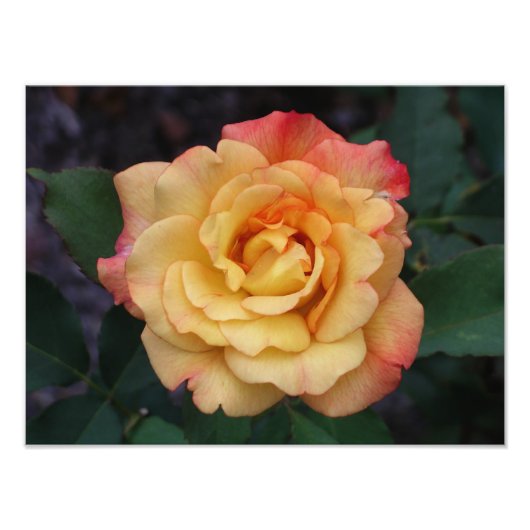 Peace-Roos: prachtige roze en gele bloemen Foto Afdruk (Voorkant)