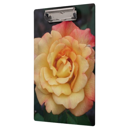 Peace-Roos: prachtige roze en gele bloemen Klembord (Links)