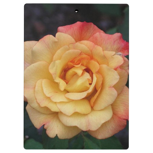 Peace-Roos: prachtige roze en gele bloemen Klembord (Achterkant)