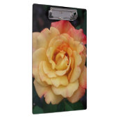 Peace-Roos: prachtige roze en gele bloemen Klembord (Rechts)