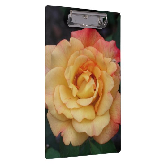 Peace-Roos: prachtige roze en gele bloemen Klembord (Rechts)