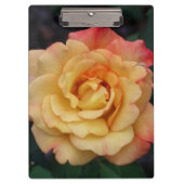 Peace-Roos: prachtige roze en gele bloemen Klembord (Voorkant)