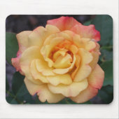 Peace-Roos: prachtige roze en gele bloemen Muismat (Voorkant)