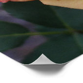 Peace-Roos: prachtige roze en gele bloemen Poster (Hoek)