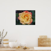 Peace-Roos: prachtige roze en gele bloemen Poster (Keuken)