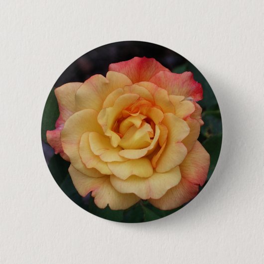 Peace-Roos: prachtige roze en gele bloemen Ronde Button 5,7 Cm (Voorkant)