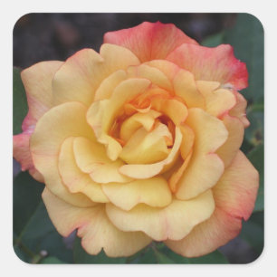 Peace-Roos: prachtige roze en gele bloemen Vierkante Sticker