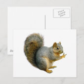 Peace Squirrel Briefkaart (Voorkant / Achterkant)