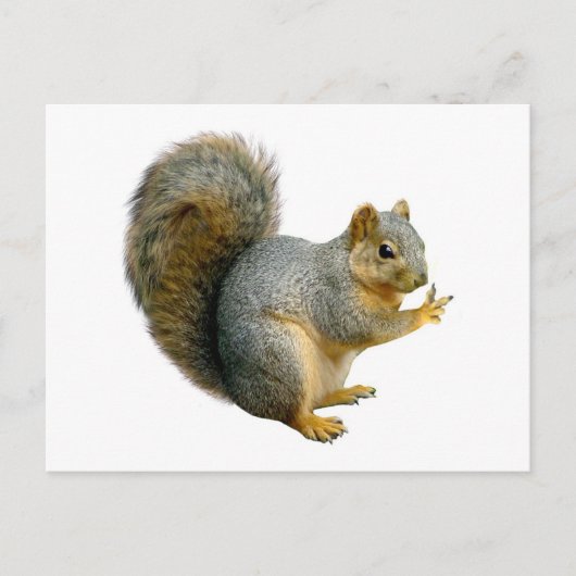 Peace Squirrel Briefkaart (Voorkant)