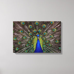 Peacecock Canvas Afdruk