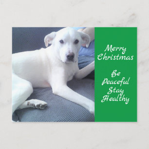Peaceful Cute White Dog Sitting with Dad Green Briefkaart