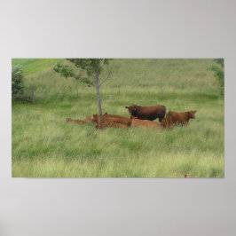 Peaceful Day Koeien in Pasture Photography Poster