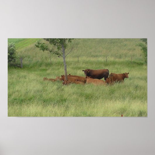 Peaceful Day Koeien in Pasture Photography Poster (Voorkant)