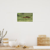 Peaceful Day Koeien in Pasture Photography Poster (Keuken)