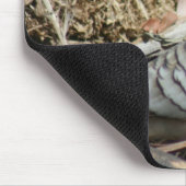 Peaceful Dove - Geopelia placida Muismat (Hoek)
