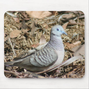 Peaceful Dove - Geopelia placida Muismat