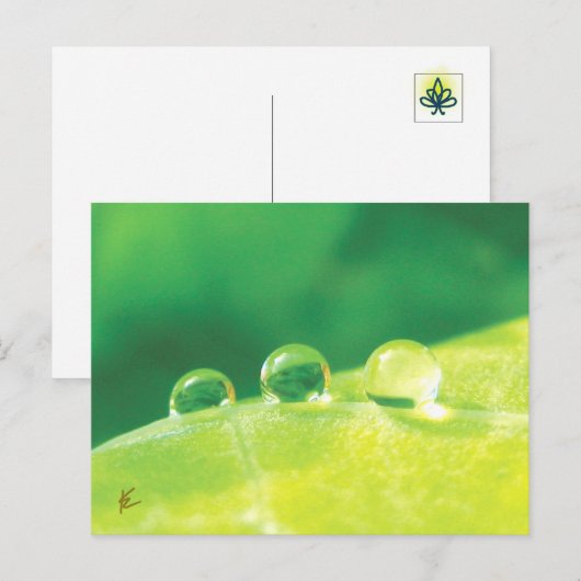 Peaceful, Elegant, Dew Drops on Leaf Nature Briefkaart (Voorkant / Achterkant)