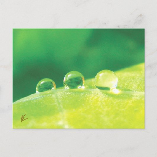 Peaceful, Elegant, Dew Drops on Leaf Nature Briefkaart (Voorkant)