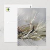 Peaceful, Elegant, Shimmering Dandelion Poof Briefkaart (Voorkant / Achterkant)