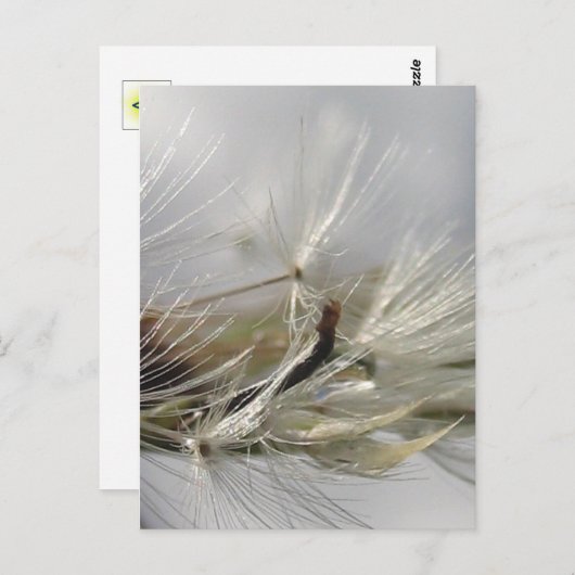 Peaceful, Elegant, Shimmering Dandelion Poof Briefkaart (Voorkant / Achterkant)