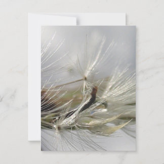 Peaceful, Elegant, Shimmering Dandelion Poof Briefkaart
