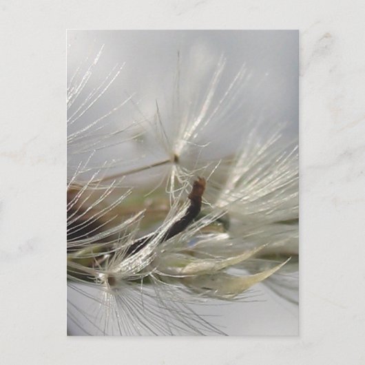 Peaceful, Elegant, Shimmering Dandelion Poof Briefkaart (Voorkant)