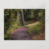 Peaceful Forest Trail on Mount Lemmon Briefkaart (Voorkant)