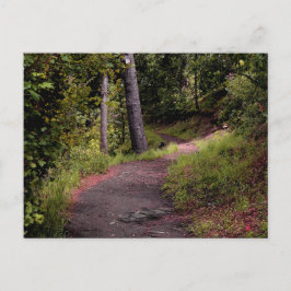 Peaceful Forest Trail on Mount Lemmon Briefkaart