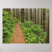 Peaceful Forest Trail Poster (Voorkant)
