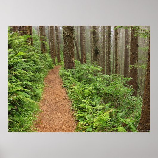 Peaceful Forest Trail Poster (Voorkant)