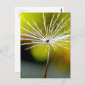 Peaceful, Golden, Dandelion Seed, Nature Briefkaart (Voorkant / Achterkant)