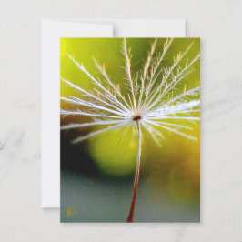 Peaceful, Golden, Dandelion Seed, Nature Briefkaart