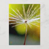 Peaceful, Golden, Dandelion Seed, Nature Briefkaart (Voorkant)