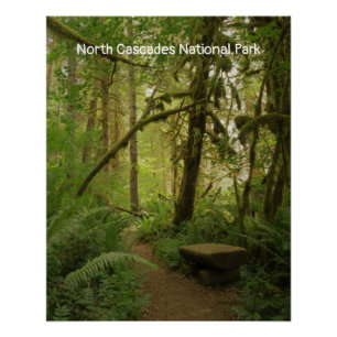 Peaceful Green Forest Trail in Washington Perfect Poster