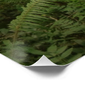 Peaceful Green Forest Trail in Washington Perfect Poster (Hoek)