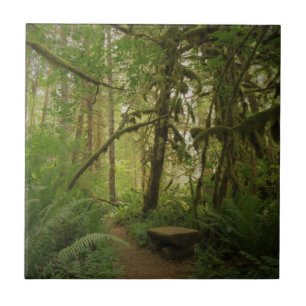 Peaceful Green Forest Trail in Washington Tegeltje